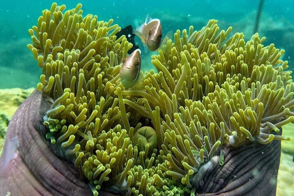 Protect yourself and the coral reefs